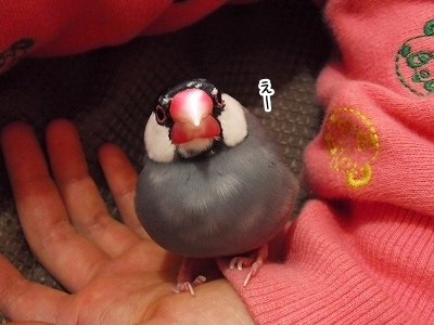 ブンチョ日誌