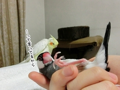 ブンチョ日誌