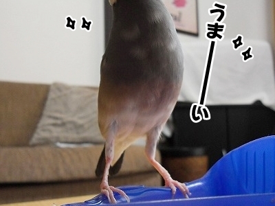 ブンチョ日誌