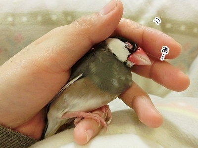 ブンチョ日誌