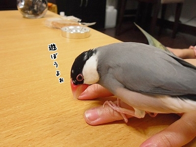 ブンチョ日誌