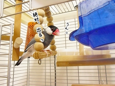 ブンチョ日誌