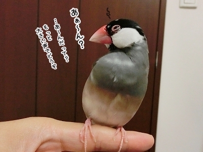 ブンチョ日誌