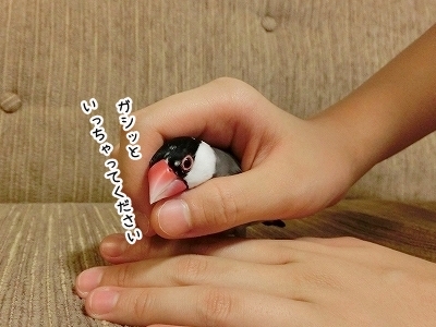 ブンチョ日誌