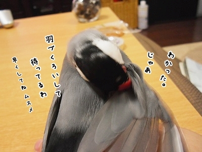 ブンチョ日誌