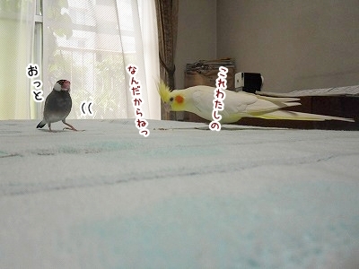 ブンチョ日誌