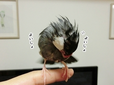 ブンチョ日誌