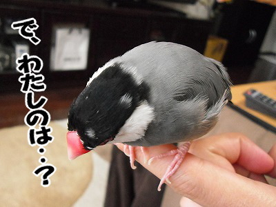 ブンチョ日誌