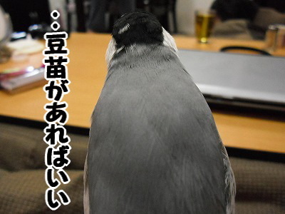 ブンチョ日誌