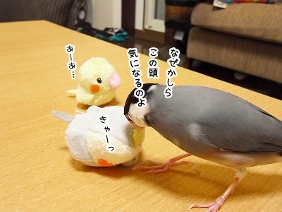 ブンチョ日誌