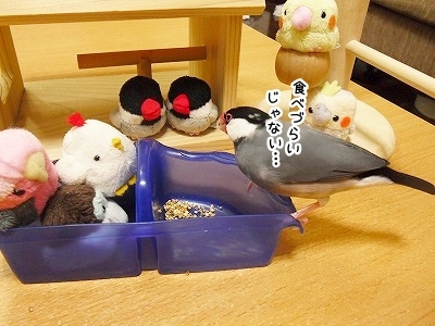 ブンチョ日誌