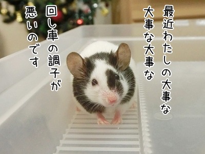 s-CIMG8598