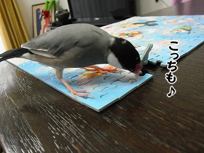 ブンチョ日誌