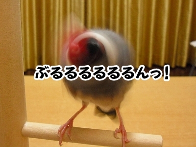 ブンチョ日誌