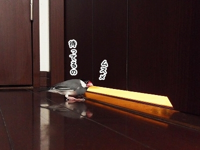 ブンチョ日誌