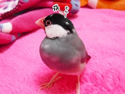 ブンチョ日誌