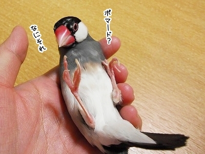 ブンチョ日誌