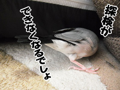 ブンチョ日誌