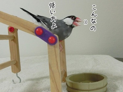 s-CIMG9926