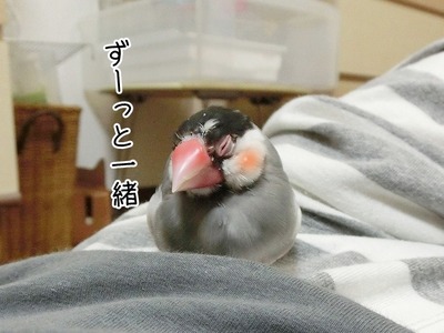 s-CIMG7609