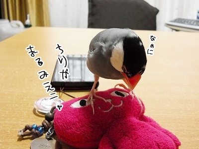 ブンチョ日誌