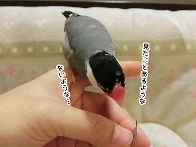 ブンチョ日誌
