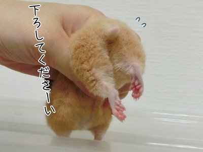 s-CIMG0669