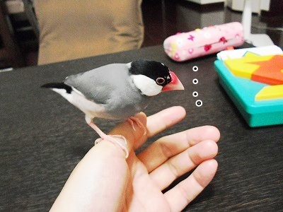 ブンチョ日誌