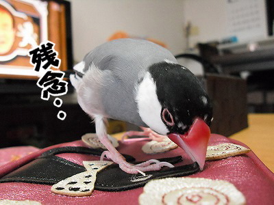 ブンチョ日誌