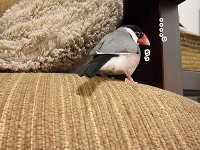 ブンチョ日誌