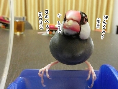 ブンチョ日誌