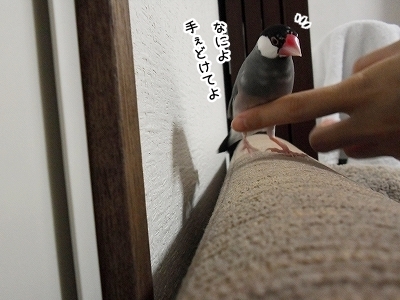 ブンチョ日誌