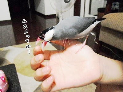 ブンチョ日誌