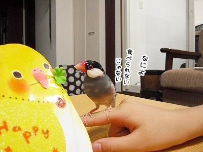 ブンチョ日誌