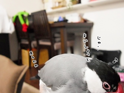 ブンチョ日誌