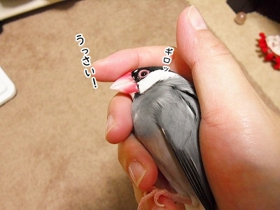 ブンチョ日誌