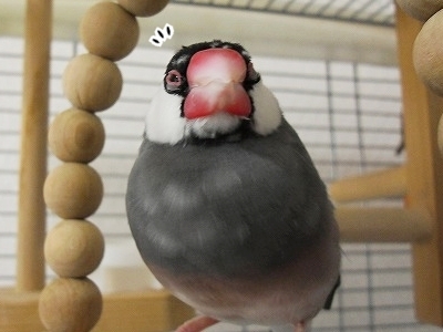 ブンチョ日誌