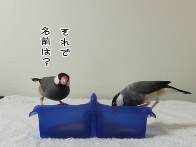 s-CIMG3531