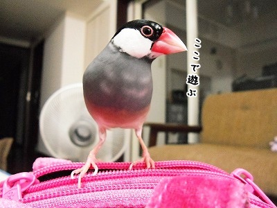 ブンチョ日誌
