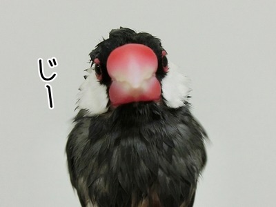 s-CIMG1387