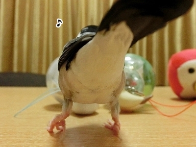 ブンチョ日誌