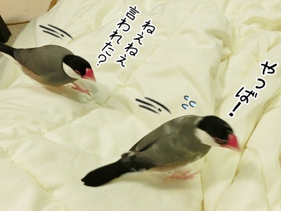 s-CIMG4559