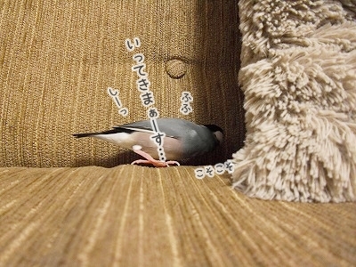 ブンチョ日誌