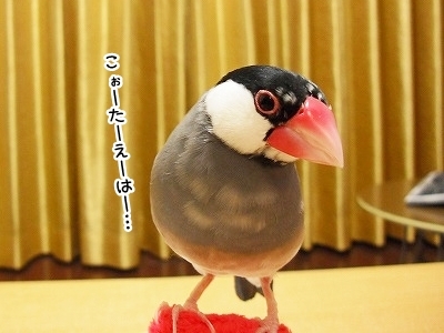 ブンチョ日誌