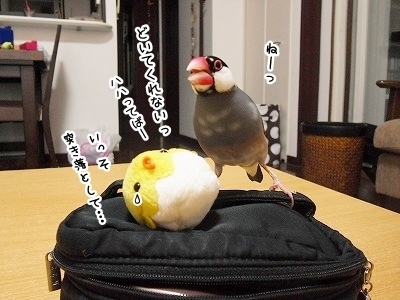 ブンチョ日誌