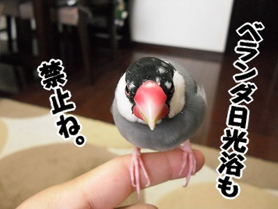 ブンチョ日誌