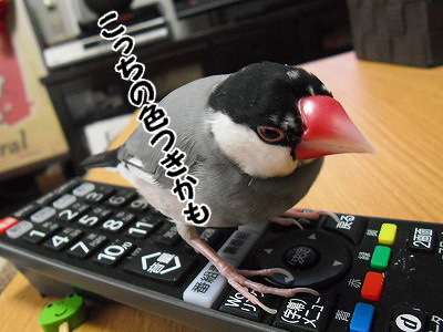 ブンチョ日誌
