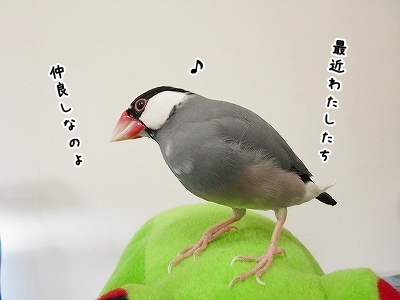 ブンチョ日誌