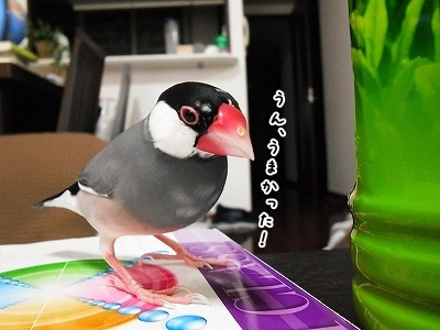 ブンチョ日誌