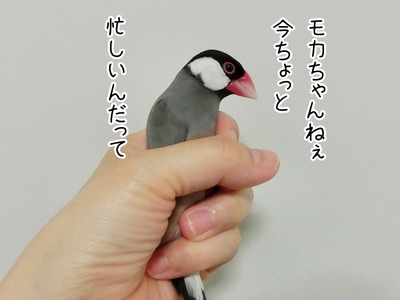 s-CIMG0233